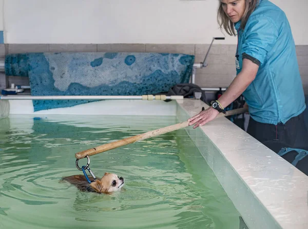 Chihuahua Reeducação Para Hidroterapia Piscina — Fotografia de Stock
