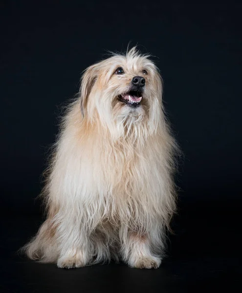 Pyreneiska Sheepdog Framför Svart Bakgrund — Stockfoto