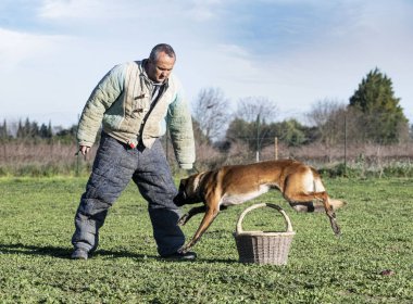 Genç Belçikalı çoban köpeği doğada güvenlik eğitimi alıyor.