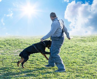 Genç köpek yavrusu Rottweiler doğada eğitim görüyor. 