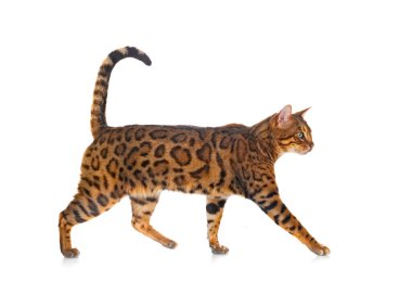Bengal kedisi beyaz arka planda