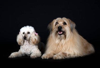 Kaniş ve Pyrenean çoban köpeği siyah arkaplanın önünde