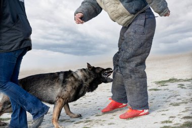 Gri Alman çoban köpeği güvenlik ve koruma eğitimi alıyor. 