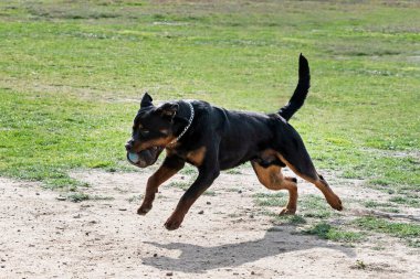 Genç Rottweiler doğada güvenlik eğitimi alıyor.