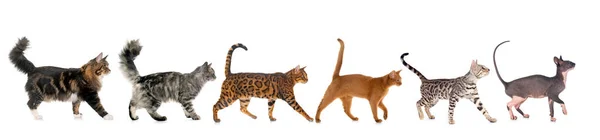 Six Walking Cats Front White Background — Stock Photo, Image