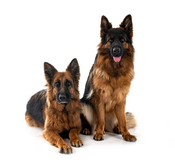 German Shepherds Front White Background — Stock Photo, Image