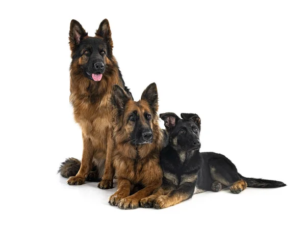 German Shepherds Front White Background — Stock Photo, Image