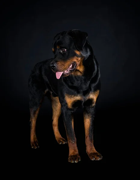 Rottweiler Czystej Krwi Przed Czarnym Tłem — Zdjęcie stockowe
