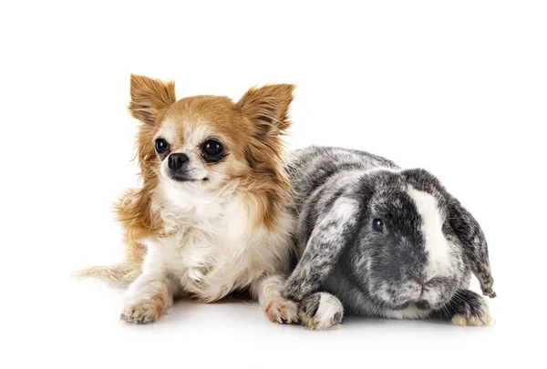 Jong Lop Konijn Rhoen Chihuahua Voorkant Van Witte Achtergrond — Stockfoto
