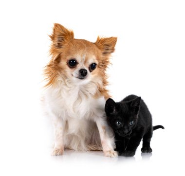 genç yavru kedi ve beyaz arka plan önünde chihuahua