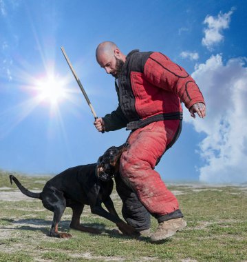 Genç Dobermann doğada korunma eğitimi alıyor. 