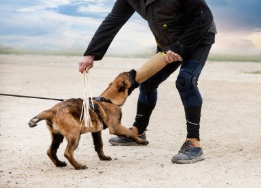 Genç Belçikalı çoban köpeği doğada güvenlik eğitimi alıyor.