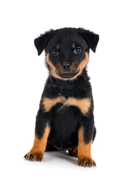 Puppy Rottweiler Front White Background — Stock Photo, Image
