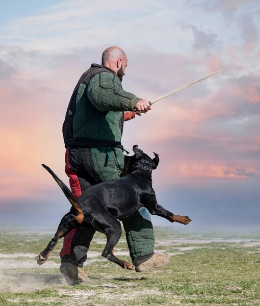 Jovem Dobermann Pinscher Formação Para Protecção Natureza — Fotografia de Stock