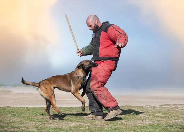 Young Belgian Shepherd Training Nature Security — Stock Photo, Image