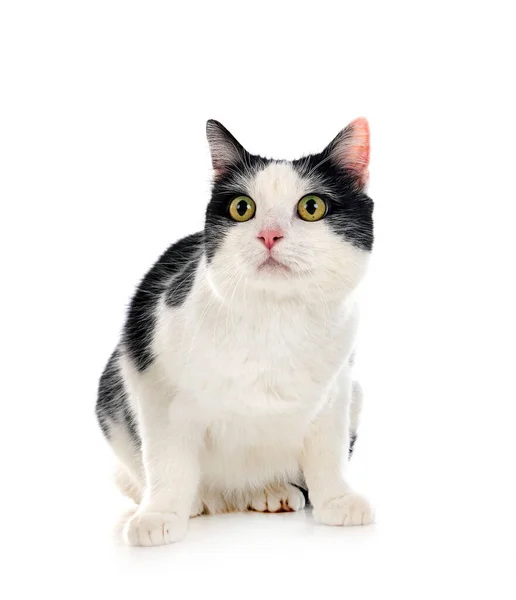 Stray Cat Front White Background — Stock Photo, Image