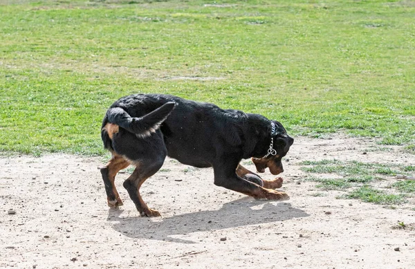 Młody Rottweiler Szkolenia Przyrodzie Dla Bezpieczeństwa — Zdjęcie stockowe
