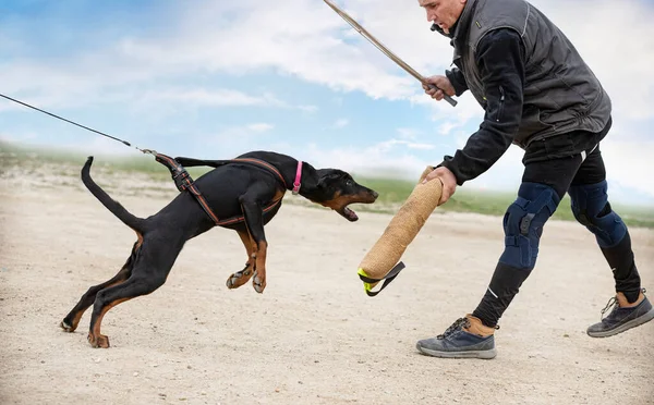 Jovem Dobermann Pinscher Formação Para Protecção Natureza — Fotografia de Stock