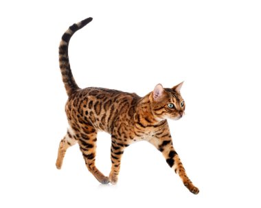 Bengal kedisi beyaz arka planda