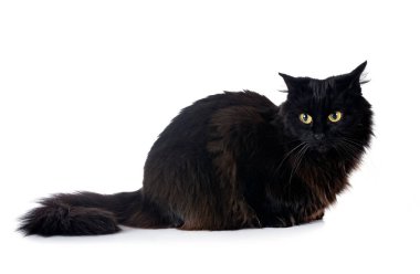 Beyaz arkaplan önünde siyah İngiliz uzun saçı