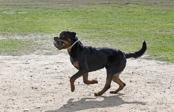 Fiatal Rottweiler Képzés Természetben Biztonság Fogás — Stock Fotó