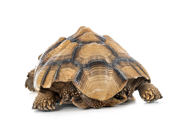 Африканская черепаха на белом фоне