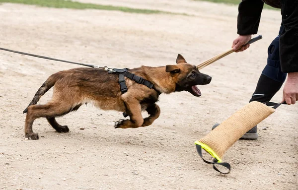 Young Belgian Shepherd Training Nature Security — Stock Photo, Image