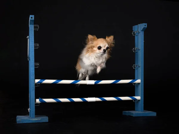 Kleine Chihuahua Voorkant Van Zwarte Achtergrond Rechtenvrije Stockfoto's