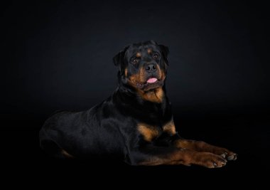 Siyah arkaplan önünde safkan rottweiler