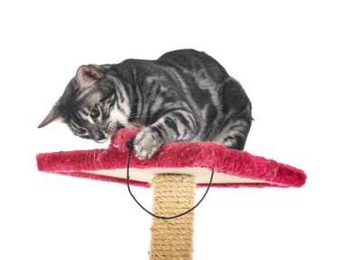 Bengal kedisi beyaz arka planda