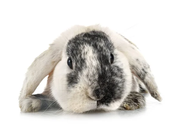 Junge Lop Kaninchen Rhoe Vor Weißem Hintergrund — Stockfoto