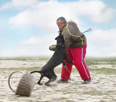Genç Dobermann doğada korunma eğitimi alıyor. 