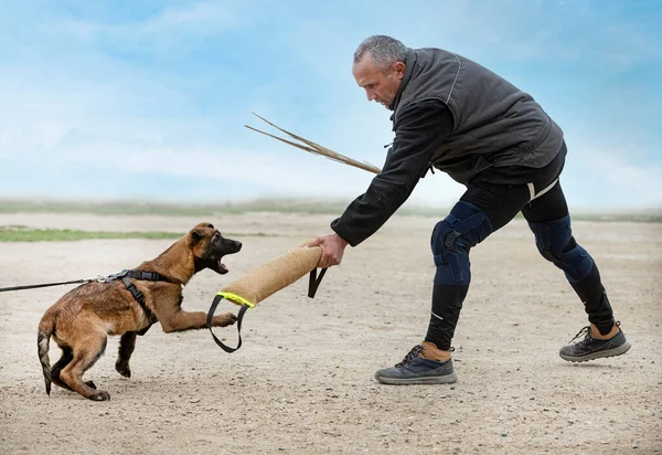 Young Belgian Shepherd Training Nature Security — Stock Photo, Image