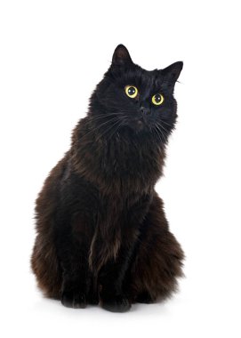 Beyaz arkaplan önünde siyah İngiliz uzun saçı