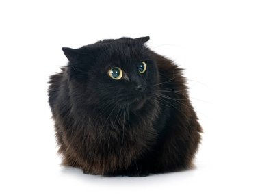 Beyaz arkaplan önünde siyah İngiliz uzun saçı