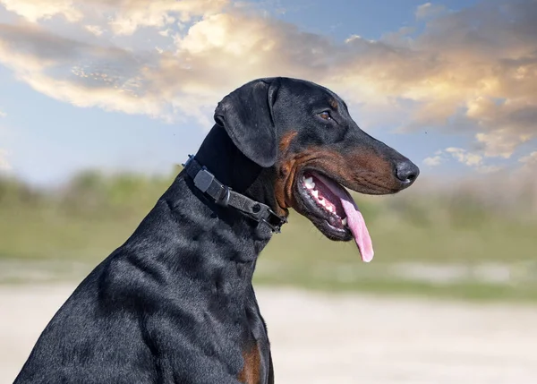 Jovem Dobermann Pinscher Formação Para Protecção Natureza — Fotografia de Stock