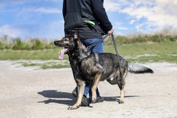 灰色德国牧羊犬的安全和保卫训练 — 图库照片