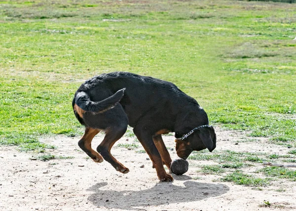 Genç Rottweiler Doğada Güvenlik Eğitimi Alıyor — Stok fotoğraf