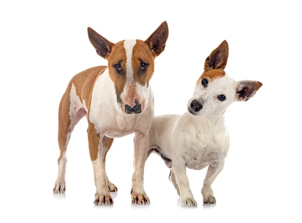 Jack Russel Terrier Και Τεριέ Ταύρων Μπροστά Από Λευκό Φόντο — Φωτογραφία Αρχείου