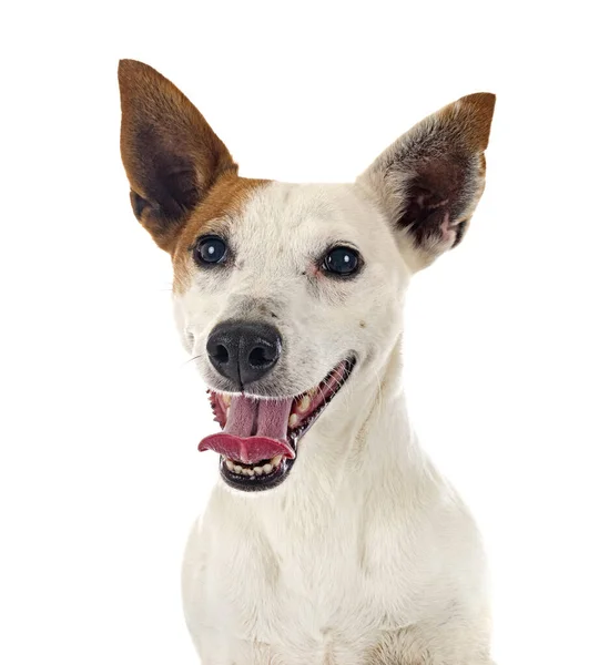 Jack Russel Terrier Delante Fondo Blanco — Foto de Stock