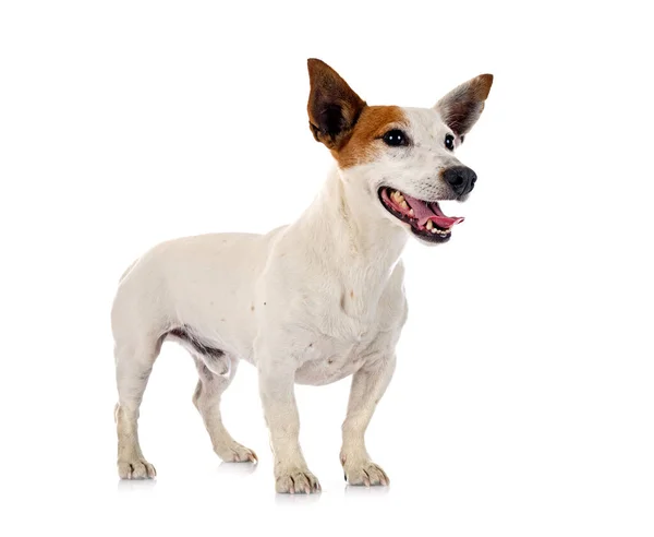 Jack Russel Terrier Vor Weißem Hintergrund — Stockfoto