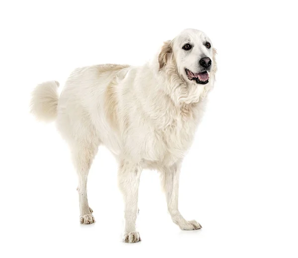 Pyrenean Mountain Dog Front White Background — Stock Photo, Image