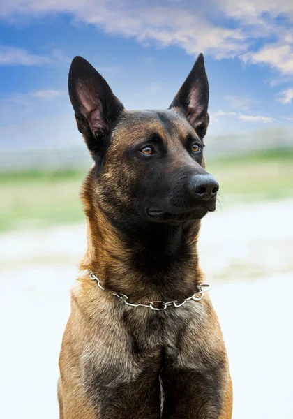 Young Belgian Shepherd Training Nature Security — Stock Photo, Image