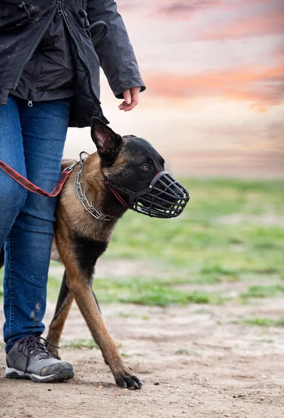 Genç Belçikalı Çoban Köpeği Doğada Güvenlik Eğitimi Alıyor — Stok fotoğraf