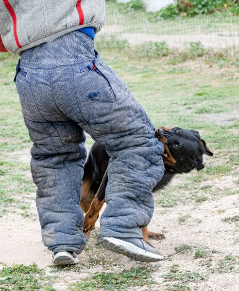 Cane Pastore Beauce Formazione Nella Natura Sicurezza — Foto Stock