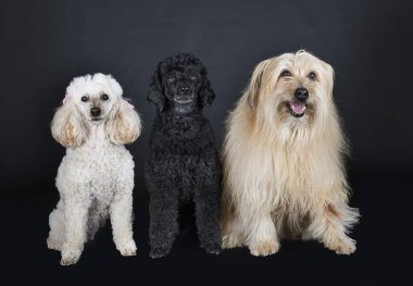 Kaniş ve Pyrenean çoban köpeği siyah arkaplanın önünde