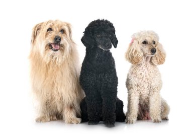 Beyaz arkaplan önünde Pyrenean Çoban Köpeği ve kanişler