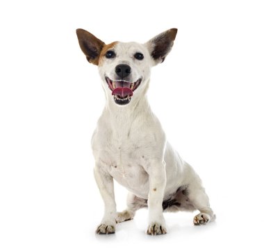 Beyaz arkaplan önünde jack russel terrier