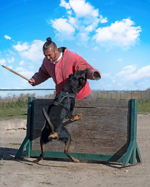 Schäferhund Aus Beauce Trainiert Der Natur Für Sicherheit — Stockfoto