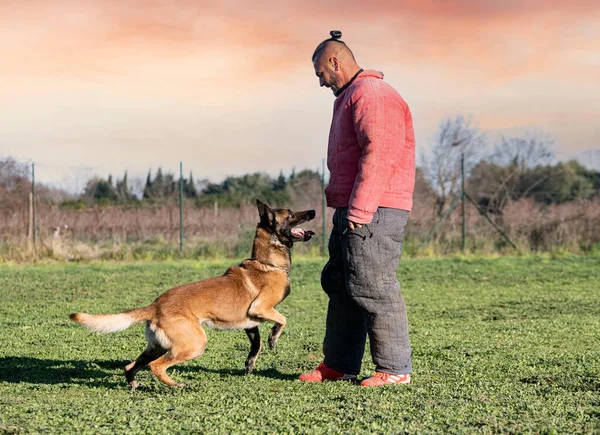 Formation Des Jeunes Bergers Belges Dans Nature Pour Sécurité — Photo